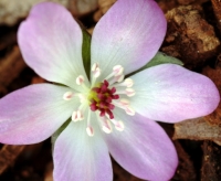 Nice pale single flower with contrasting red stigmas